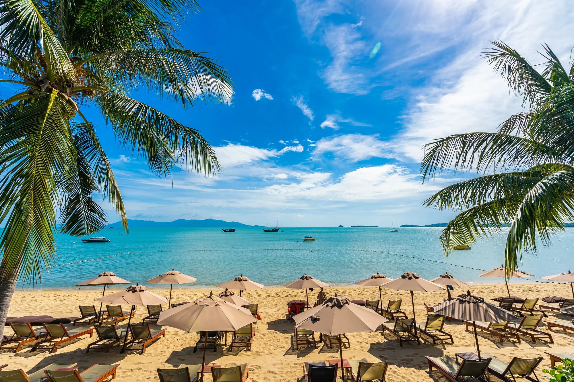 Leżaki i parasole na plaży pod palmami