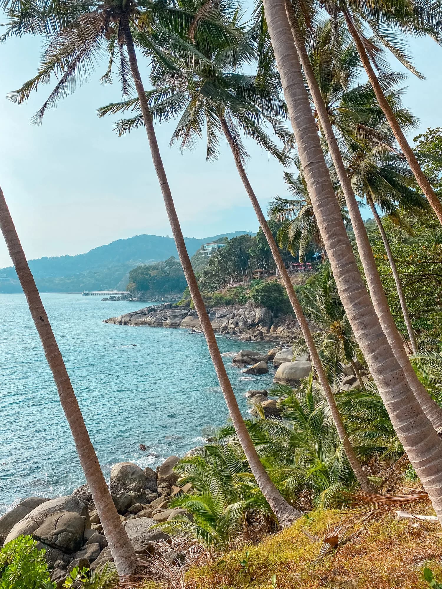 Palm trees above a rocky coastline and blue sea